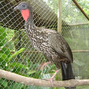 Crested Guan
